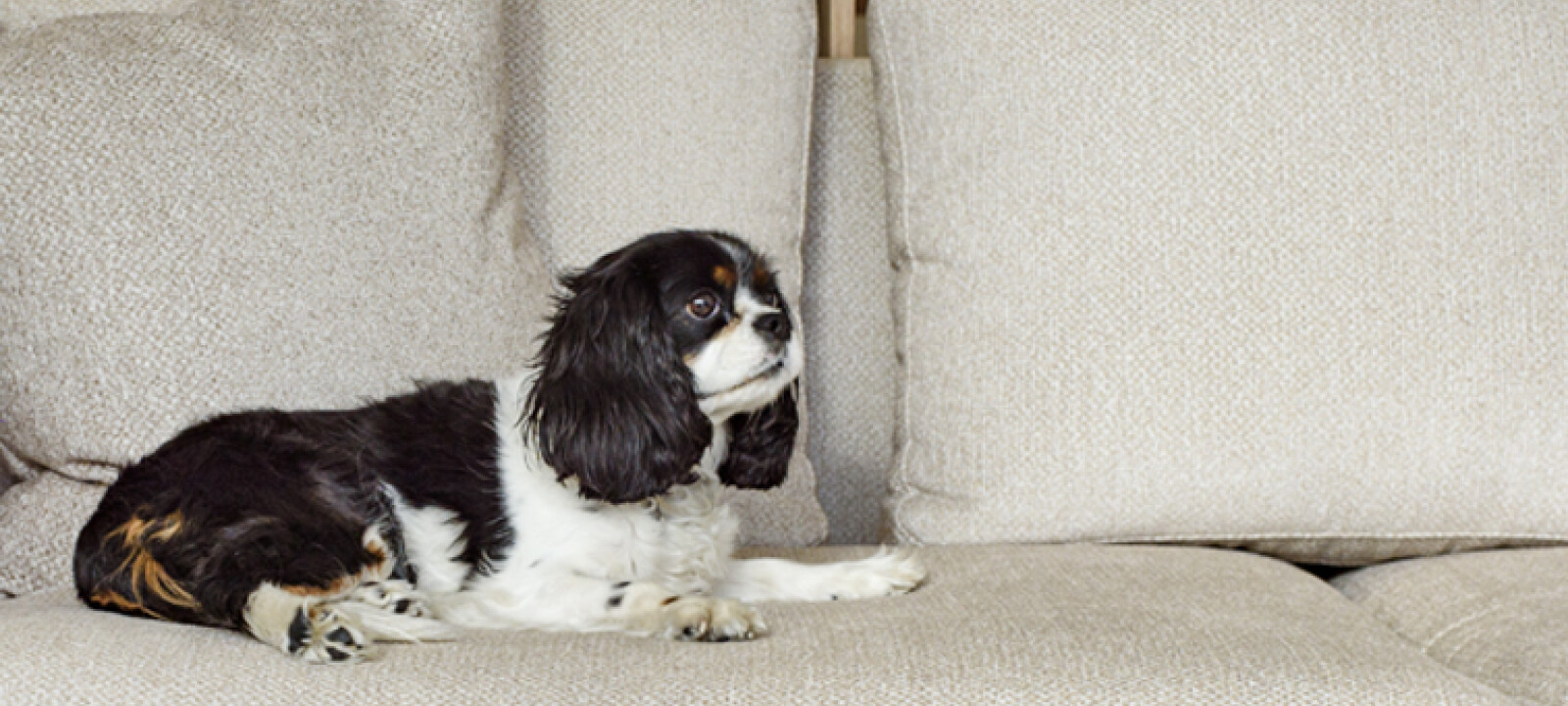 Tkaniny dla zwierząt? Czym pokryć sofę, gdy w domu jest pies lub kot?