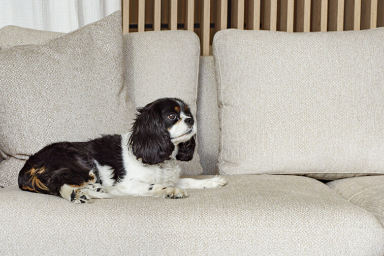 Tkaniny dla zwierząt? Czym pokryć sofę, gdy w domu jest pies lub kot?